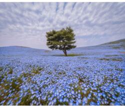 Blueback MAT Fotótapéta Fa kék virágos mezőben, 300 x 250 cm (BBIMG1432)