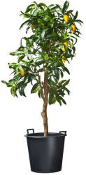 Nature Ritzi konténer fekete 90l, 49, 5x60, 5cm