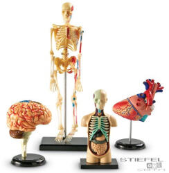 Learning Set machete - Anatomie (4 piese)