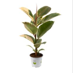  Ficus robusta, verde Aqua, ghiveci 10.5 cm ® (1113)