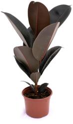  Ficus robusta, verde Sevilla, ghiveci 10.5 cm ® (1114)