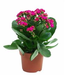  Kalanchoe Pink Serenade, roz ® (1107)