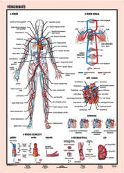 STIEFEL Tanulói munkalap, A4, STIEFEL "Vérkeringés - officepantry