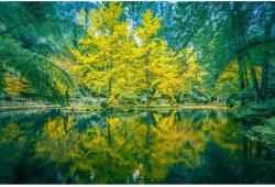 MÉDIA Öntapadó és mosható fali tapéta Natura60, 250 x 150 cm (FOTOTAP7077)