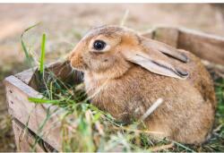 Blueback MAT Tapéta Animal33 Rabbit, 300 x 200 cm (BBIMG5881)