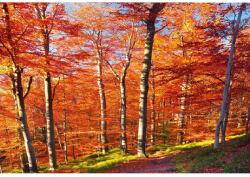 MÉDIA Öntapadó és mosható falfestmény Késő ősz, 250 x 150 cm (FOTOTAP4593)