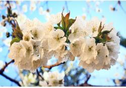 Blueback MAT Tapéta cseresznyevirágok3, 350 x 250 cm (BBIMG5655)