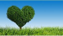 MÉDIA Öntapadó és mosható falfestmény Az élet fája, 250 x 200 cm (FOTOTAP9802)