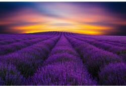 MÉDIA Öntapadó és mosható fali tapéta Levendula mező, napkelte, 250 x 150 cm (FOTOTAP8256)