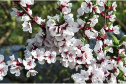 MÉDIA Media Öntapadó és mosható fali tapéta Flori74, 300 x 200 cm (FOTOTAP7506)