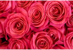 MÉDIA Öntapadó és mosható falfestmény Rózsaszín rózsák, 300 x 200 cm (FOTOTAP5110)