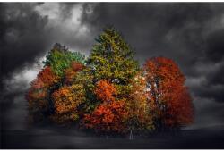 MÉDIA Öntapadó és mosható falfestmény Színes pác, 300 x 250 cm (FOTOTAP4881)