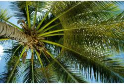 MÉDIA Öntapadó és mosható falfestmény pálmafa alatt, 300 x 250 cm (FOTOTAP4921)