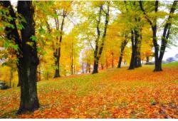 MÉDIA Öntapadó és mosható falfestmény Padure69 ősz, 250 x 150 cm (FOTOTAP8060)