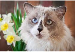 Blueback MAT Tapéta Cat16, 300 x 200 cm (BBIMG4762)