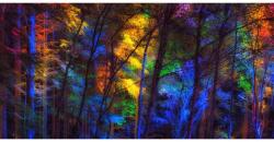 MÉDIA Öntapadó és mosható falfestmény Szivárvány az erdőben, 250 x 200 cm (FOTOTAP9385)