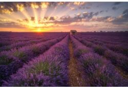 MÉDIA Öntapadó és mosható falfestmény Levendula ház, 350 x 250 cm (FOTOTAP7371)