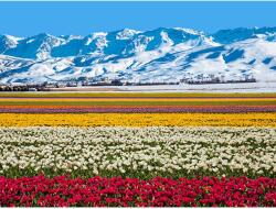 Blueback MAT Virágok és hegyi tapéta, 300 x 250 cm (BBIMG3172)