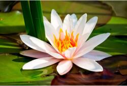 MÉDIA Öntapadó és mosható fali tapéta Fehér tavirózsa, 250 x 150 cm (FOTOTAP5724)