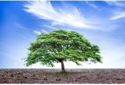 Blueback MAT Tapéta Natura38, 400 x 250 cm (BBIMG1165)