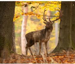 MÉDIA Falmatrica Animal32 Deer, 250 x 200 cm (FOTOTAP14048)