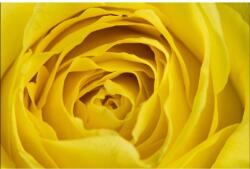 Blueback MAT Sárga rózsa tapéta, 300 x 250 cm (BBIMG3506)