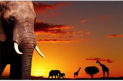 Blueback MAT Fotótapéta Savannah alkonyatkor, 350 x 200 cm (BBIMG3549)