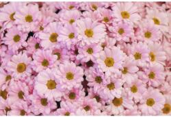 MÉDIA Öntapadó és mosható falfestmény Flori89, 250 x 200 cm (FOTOTAP9586)