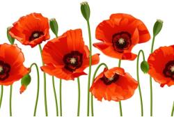 MÉDIA Öntapadó és mosható fali tapéta Flori26, 250 x 150 cm (FOTOTAP7665)