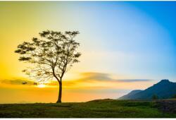 MÉDIA Natura27 öntapadós és mosható fali tapéta, 250 x 150 cm (FOTOTAP7030)