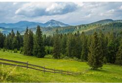 MÉDIA Öntapadó és mosható falfestmény Natura155 Rétek és fenyők, 350 x 200 cm (FOTOTAP7793)