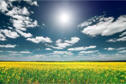 MÉDIA Natura65 öntapadó és mosható fali tapéta, 250 x 150 cm (FOTOTAP7084)