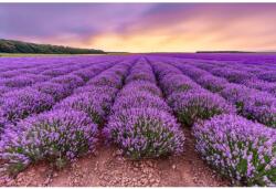 MÉDIA Matrica tapéta Flowers27, 350 x 200 cm (FOTOTAP12871)