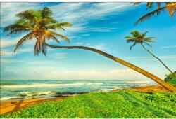 MÉDIA Öntapadó és mosható falfestmény Pálmafák a tengerparton, 400 x 250 cm (FOTOTAP8442)