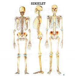 Rüdiger-Anatomie Anatómiai laminált tábla Emberi Vázrendszer (Tablica anatomiczna laminowana SZKIELET)