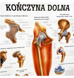 Rüdiger-Anatomie Anatómiai Tábla, Nem Laminált, Alsó Végtag, 70 X 100 CM (03-RDA-RDA-0006)