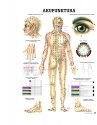 Rüdiger-Anatomie Anatómiai Akupunktúrás Tábla, Nem Laminált, 70X100 CM (03-RDA-RDA-0008)