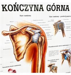 Rüdiger-Anatomie Anatómiai tábla poszter Felső Végtag (03-RDA-RDA-0009)