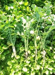 Pannon-mag-Agrár Kft Zöldtrágya keverék - Nagy zöldtömeg-alacsony költség mellett (25 kg)