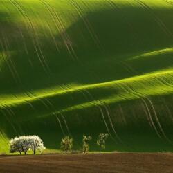 Agro-Largo Kft Zöldugar 1 zöldtárgya keverék AKG (25 kg)