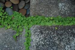 Barenbrug Dichondra zöld talajtakaró (0, 5 kg)