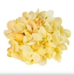  Selyemvirág Hortenzia virágfej 10cm krém