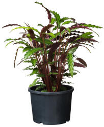 Nature Ritzi konténer 12l, 23x30cm