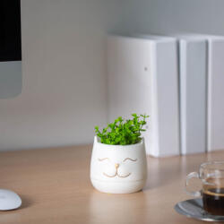 Vog und Arths Műnövény Dekoráció Macskafej Formájú Cseréppel - 9 x 14 cm - Háromféle Színben (11849)