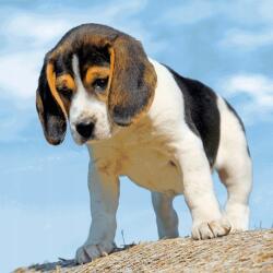  Egérpad, Beagle, 3D hatású (APD00020ML)