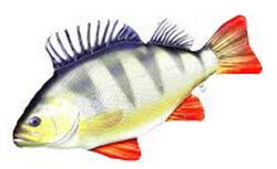 EnergoTeam Halaspárna óriás Sügér 160cm (74175488)