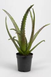 Inne home & lifestyle plantă artificială în ghivec 99KK-DRU1D2_77X (133921)