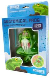  Béka anatómia slime (15401)