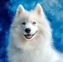 NORIMPEX - Puzzle Tablou Diamant: Samoyed 30x40cm - 1 - 39 piese