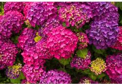 Blueback MAT Lila hortenzia virágos tapéta, 400 x 250 cm (BBIMG7179)